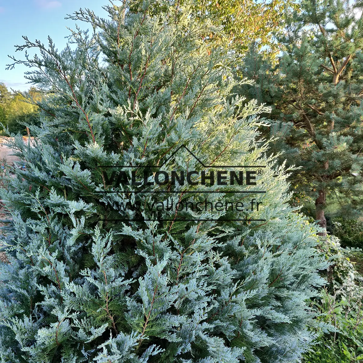 Vue sur un CHAMAECYPARIS lawsoniana 'Pembury Blue' d'une quinzaine d'année en plein été avec son feuillage bleu