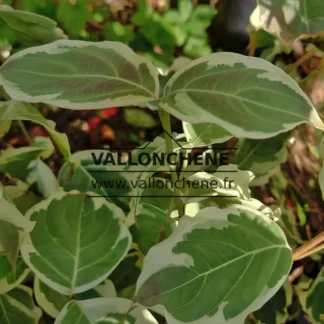 Feuillage vert panaché de blanc du CORNUS kousa 'Peve Limbo'