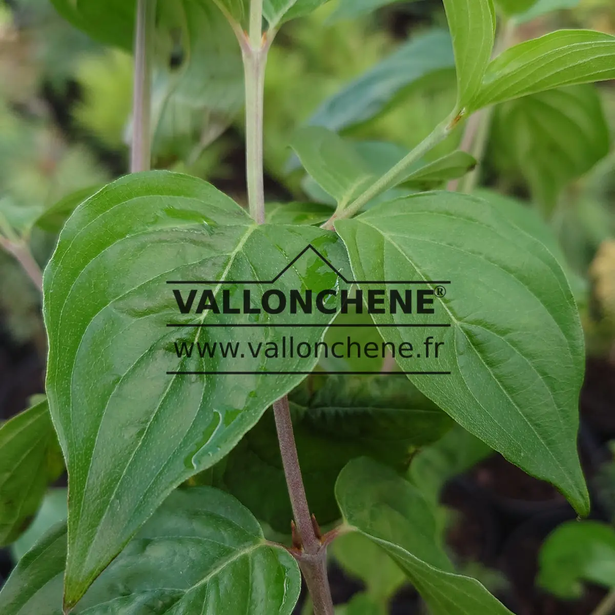 Feuillage vert du CORNUS mas 'Jolico'