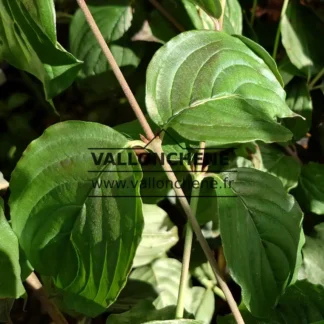 Feuillage vert du CORNUS officinalis 'Gold Puff'