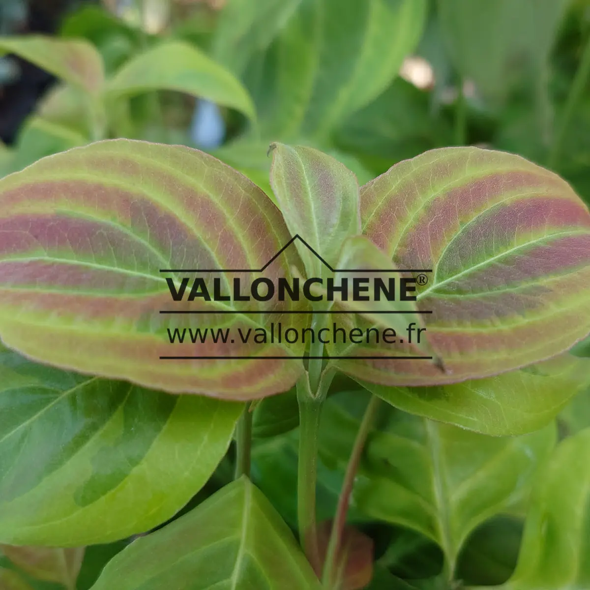 Jeune pousse du feuillage d'un CORNUS x rutgersensis 'Celestial Shadow'