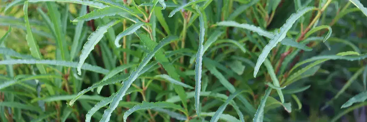 FRANGULA alnus 'Aspleniifolia' Vallonchêne