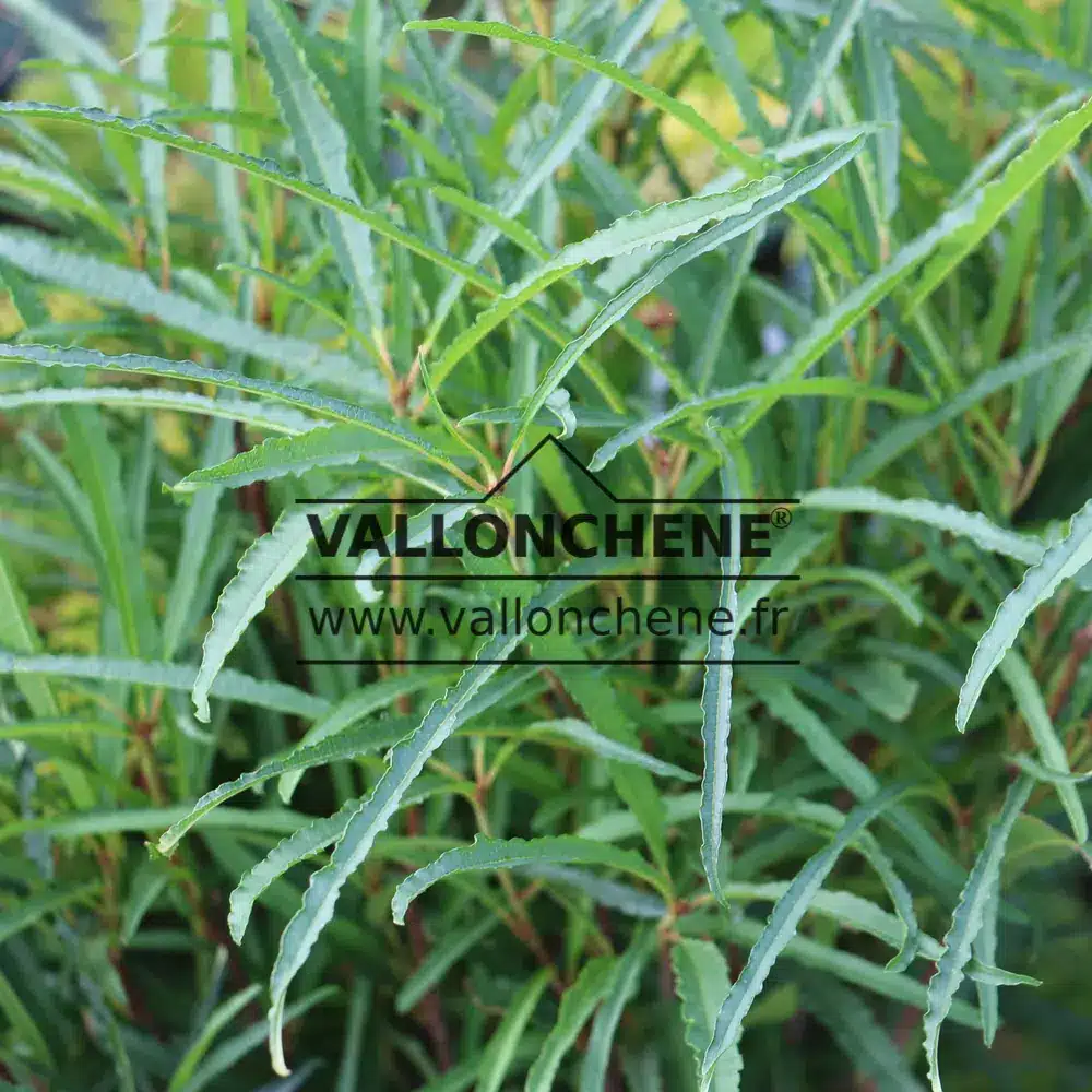 Macro shot of green foliage of FRANGULA alnus 'Aspleniifolia'