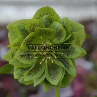 HELLEBORUS x orientalis 'Double Green spotted'