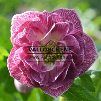 HELLEBORUS x orientalis 'Double Pink with white edge'