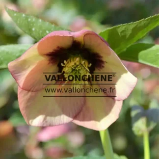 HELLEBORUS 'Peach with red center'