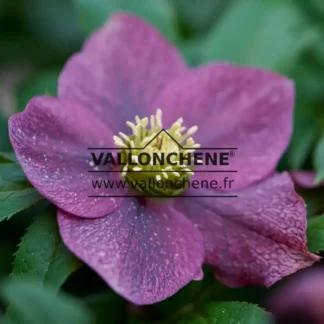 HELLEBORUS x orientalis 'Victoria'