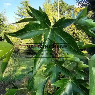 Feuillage vert du LIQUIDAMBAR styraciflua 'Oakville Highlight' (R)