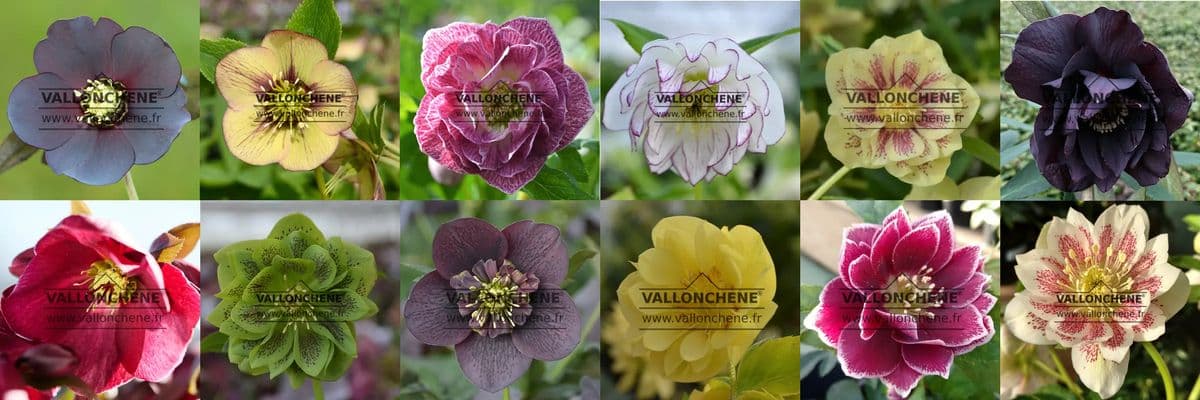 Patchwork d'hellébores