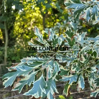 Grün-weiß buntes Laub von QUERCUS cerris 'Argenteovariegata' am Anfang des Herbstes