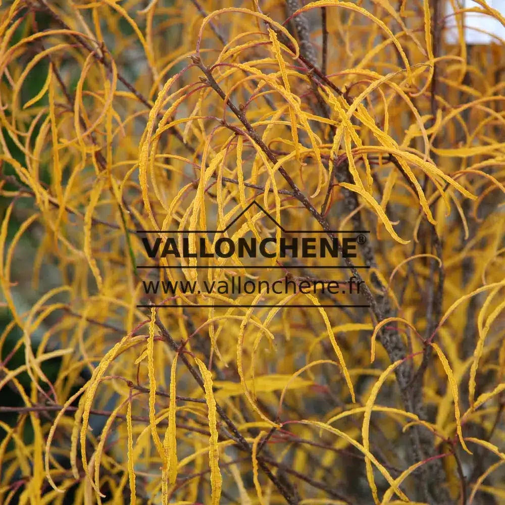 Flamboyant yellow foliage of FRANGULA alnus 'Aspleniifolia' in autumn