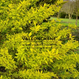 Feuillage jaune du SALIX alba 'Aurea'