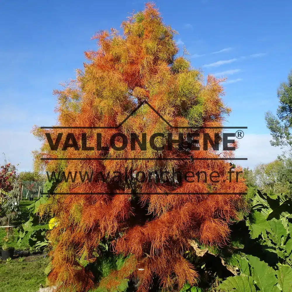 Le TAXODIUM distichum 'Nutans' avec son feuillage dans le soleil automnal Ă VallonchĂȘne