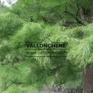 Feuillage vert du TAXODIUM distichum 'Nutans'