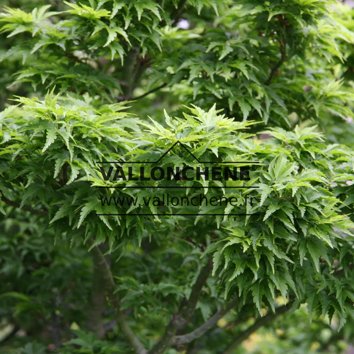 Feuillage vert crispé de l'ACER palmatum 'Shishigashira'