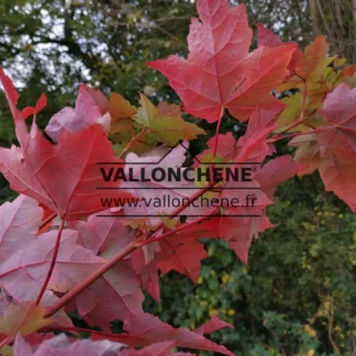 Laub von ACER rubrum 'Sun Valley' mit der roten Herbstfärbung im Oktober