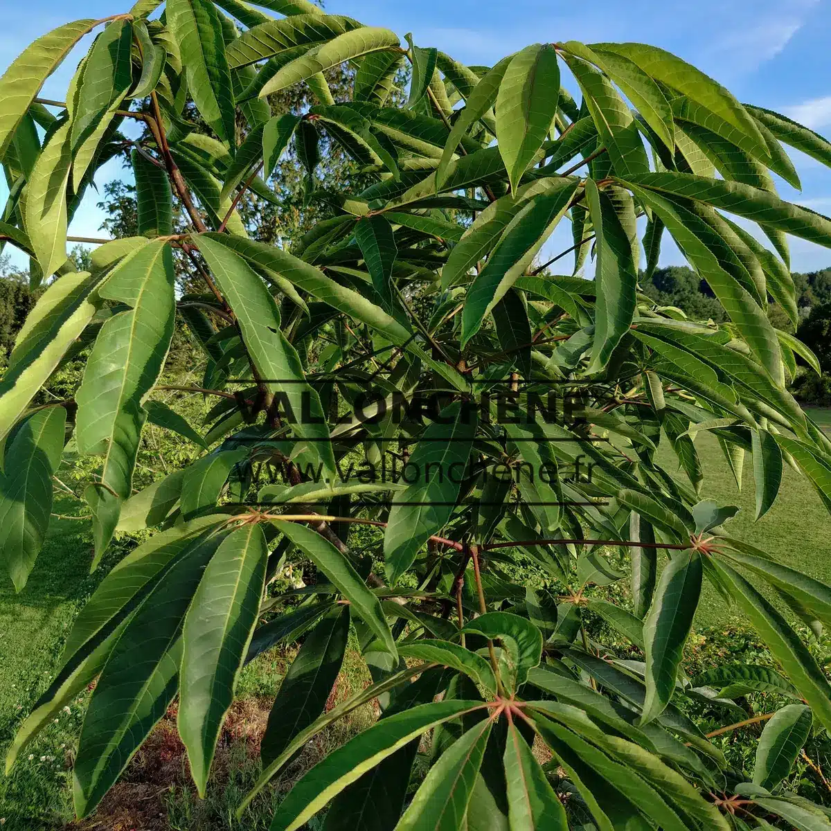 Feuillage vert de l'AESCULUS wilsonii