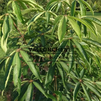 Feuillage vert en plein soleil de l'AESCULUS wilsonii