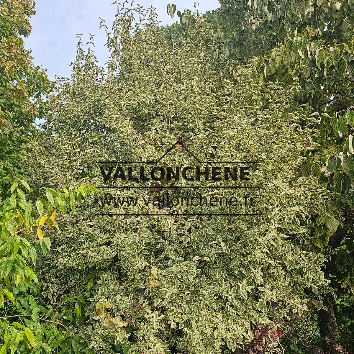 A CORNUS mas 'Variegata' with its variegated foliage in late summer