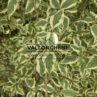 Close-up of the green foliage edged with white of CORNUS mas 'Variegata'