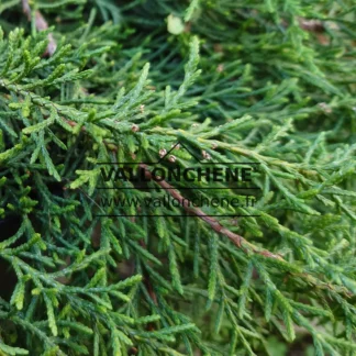 Close-up on green foliage of DISELMA archeri