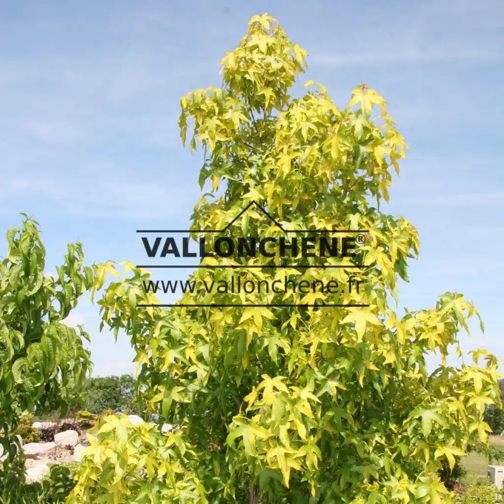 Feuillage estival vert et jaune du LIQUIDAMBAR styraciflua 'Aurea'