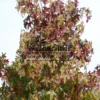 Follaje otoñal verde, amarillo y púrpura del LIQUIDAMBAR styraciflua 'Aurea' Follaje otoñal verde, amarillo y púrpura del LIQUIDAMBAR styraciflua 'Aurea'