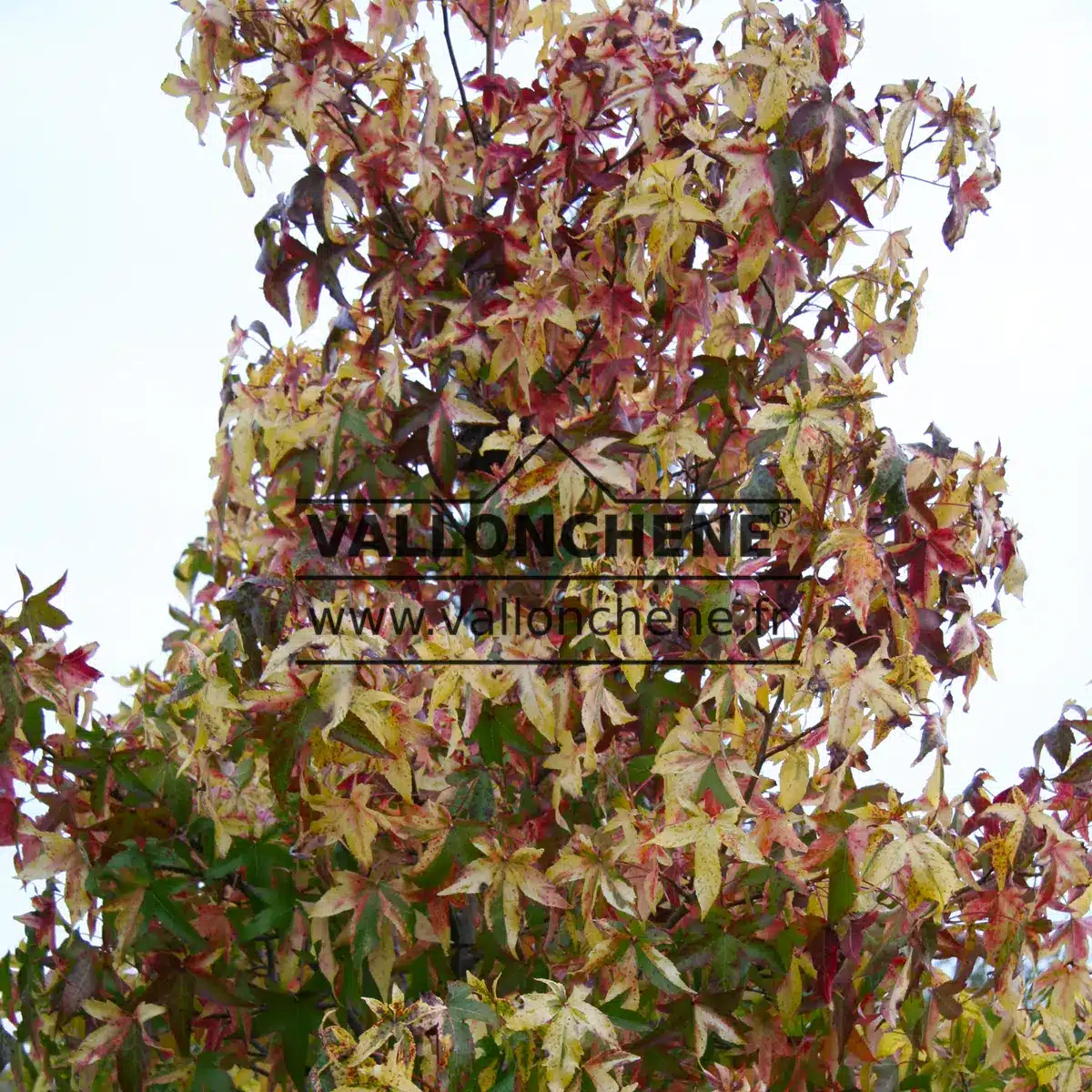 Grünes, gelbes und purpurfarbenes Herbstlaub von LIQUIDAMBAR styraciflua 'Aurea'