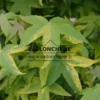 Primer plano del follaje verde moteado de amarillo del LIQUIDAMBAR styraciflua 'Aurea' Primer plano del follaje verde moteado de amarillo del LIQUIDAMBAR styraciflua 'Aurea'