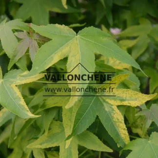 Gros plan sur le feuillage vert panaché de jaune du LIQUIDAMBAR styraciflua 'Aurea'
