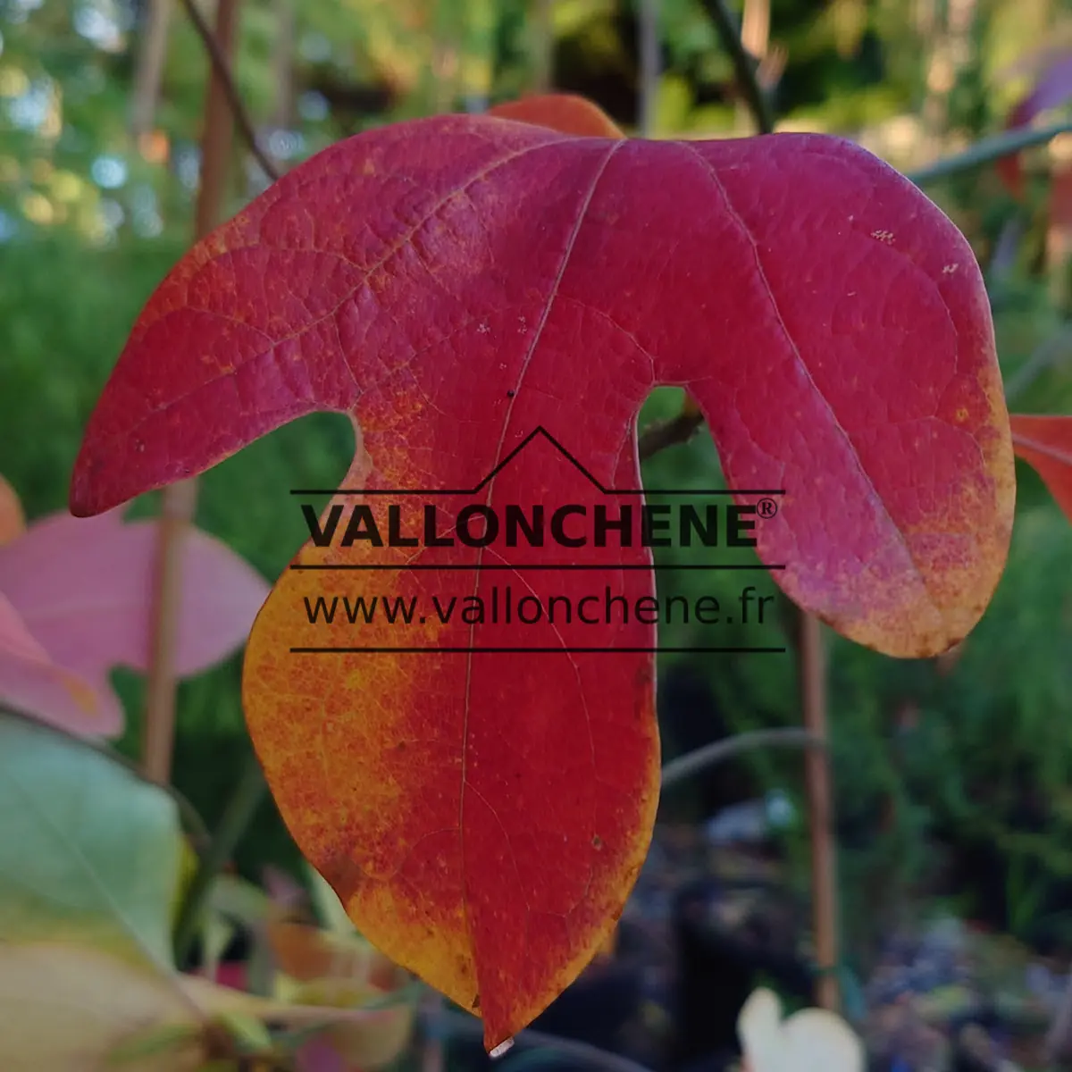 Bright red and yellow autumn leaf of SASSAFRAS albidum