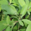 Gros plan sur le feuillage vert à formes variables du SASSAFRAS albidum