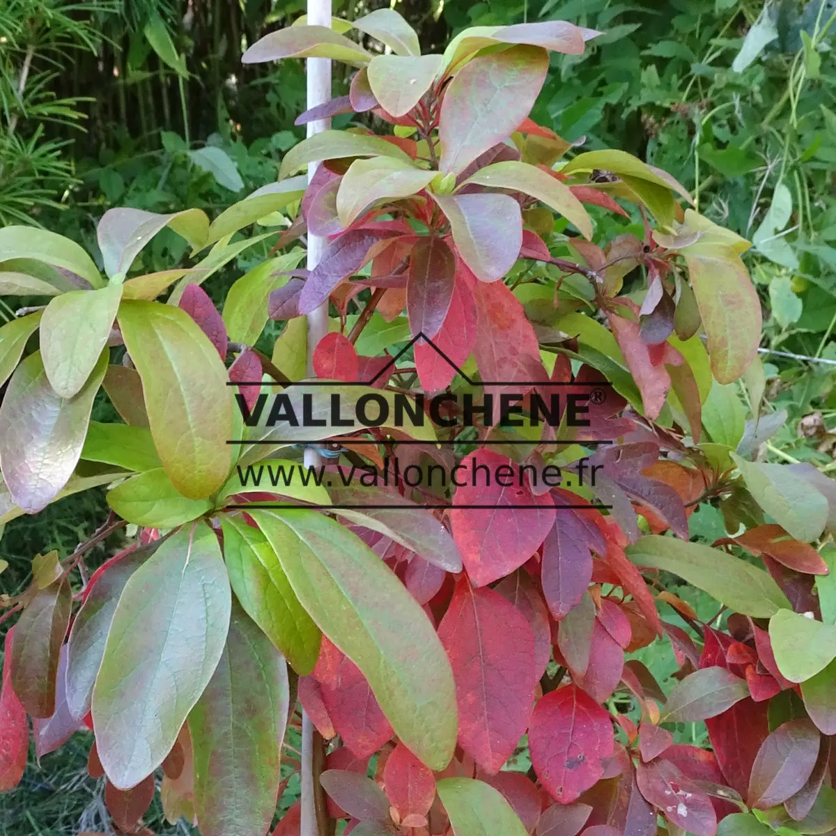 Grünes und rotes Laub von SASSAFRAS albidum am Anfang des Herbstes