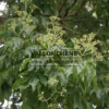 Blüten vor der Blüte des TETRADIUM daniellii mit seinem grünen Laub Blüten vor der Blüte des TETRADIUM daniellii mit seinem grünen Laub