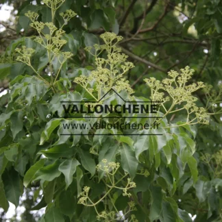 Fleurs avant l'éclosion du TETRADIUM daniellii avec son feuillage vert