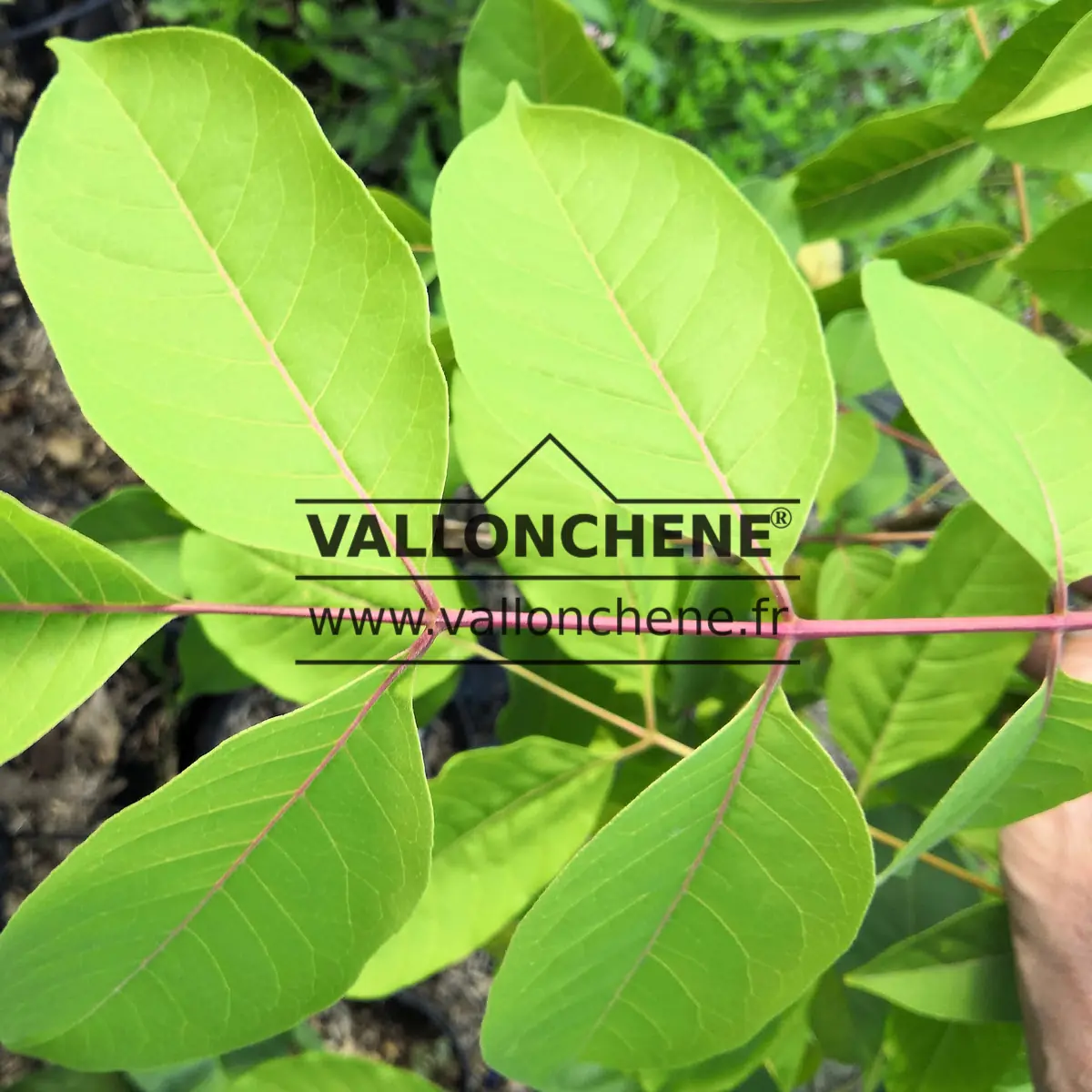 Green leaf with its pink stem of a TETRADIUM daniellii