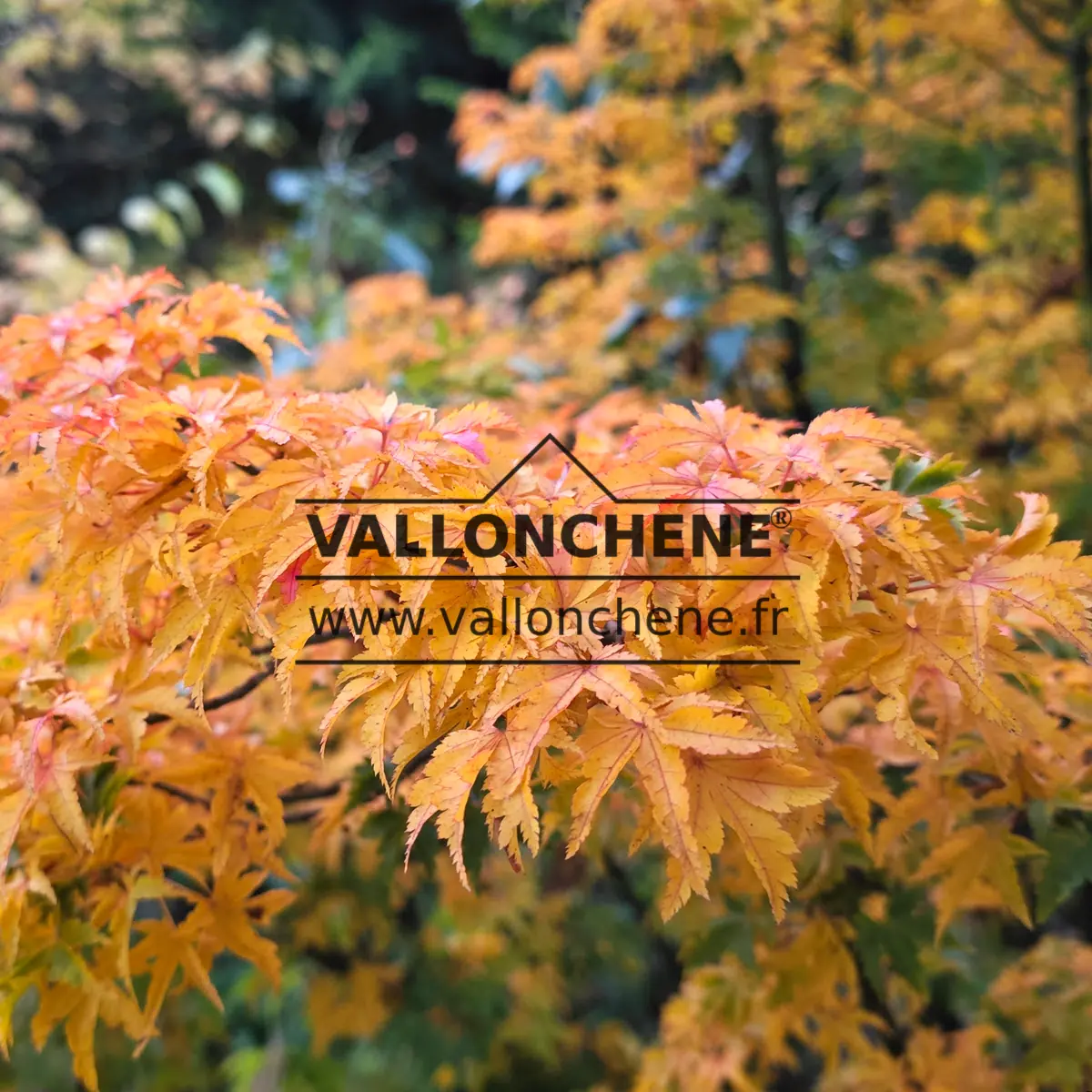 Orange/yellow foliage of ACER palmatum 'Shishigashira' in autumn