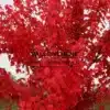 Un Acer rubrum 'Schlesingeri' con su follaje rojo llameante en otoño