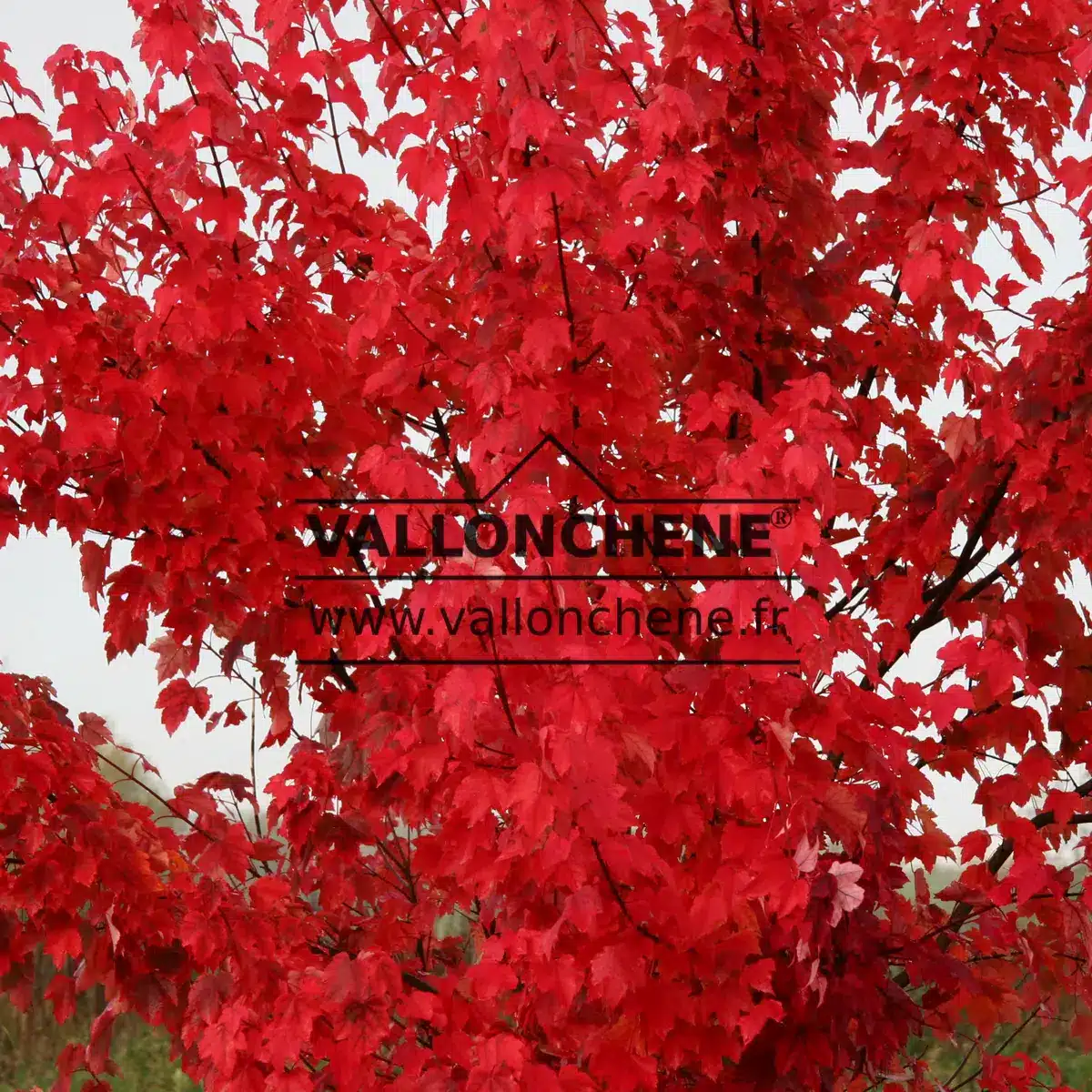 Un ACER rubrum 'Schlesingeri' avec son feuillage rouge flamboyant en automne