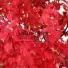 Primer plano en otoño del follaje rojo vivo del Acer rubrum 'Schlesingeri'