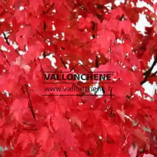 Gros plan en automne sur le feuillage rouge vig de l'ACER rubrum 'Schlesingeri'