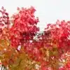 Follaje amarillo y rojo del Acer rubrum 'Schlesingeri' a principios de otoño