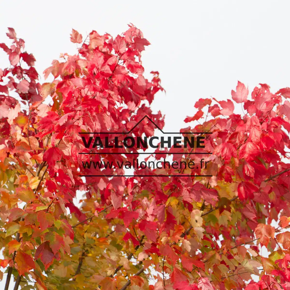 Yellow and red foliage of ACER rubrum 'Schlesingeri' in early autumn