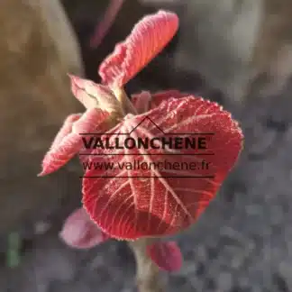 Red leaves of spring shoot of ALCHORNEA davidii