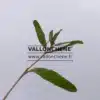 Feuilles du BUDDLEJA alternifolia 'Argentea'