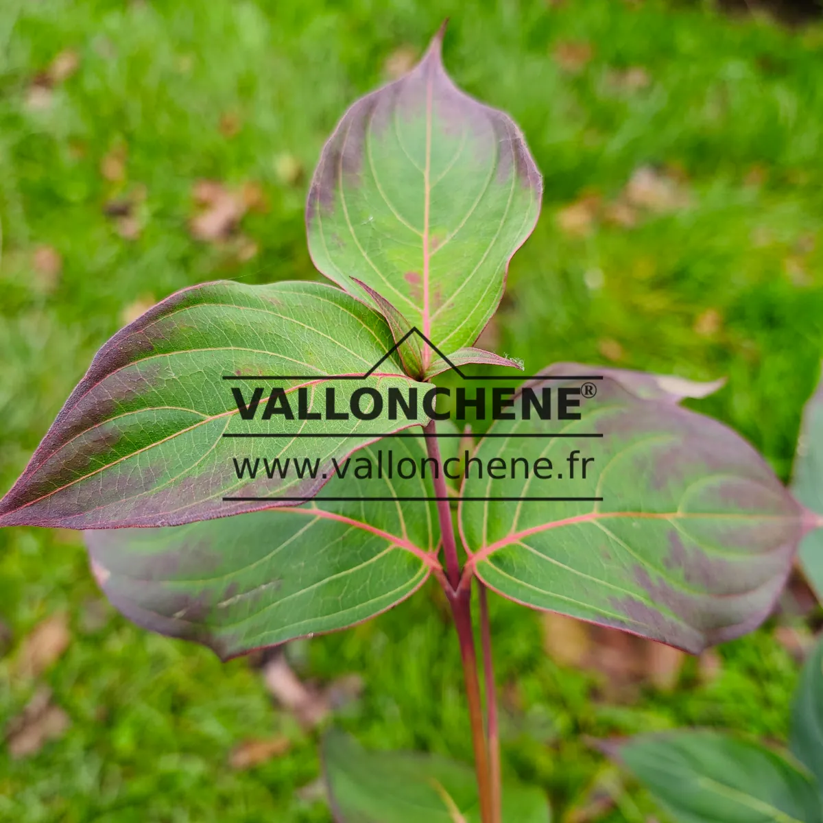 Leaf of CORNUS kousa 'Blue Shadow' beginning its autumn coloring