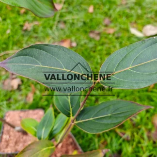 Blatt von CORNUS kousa 'Blue Shadow'