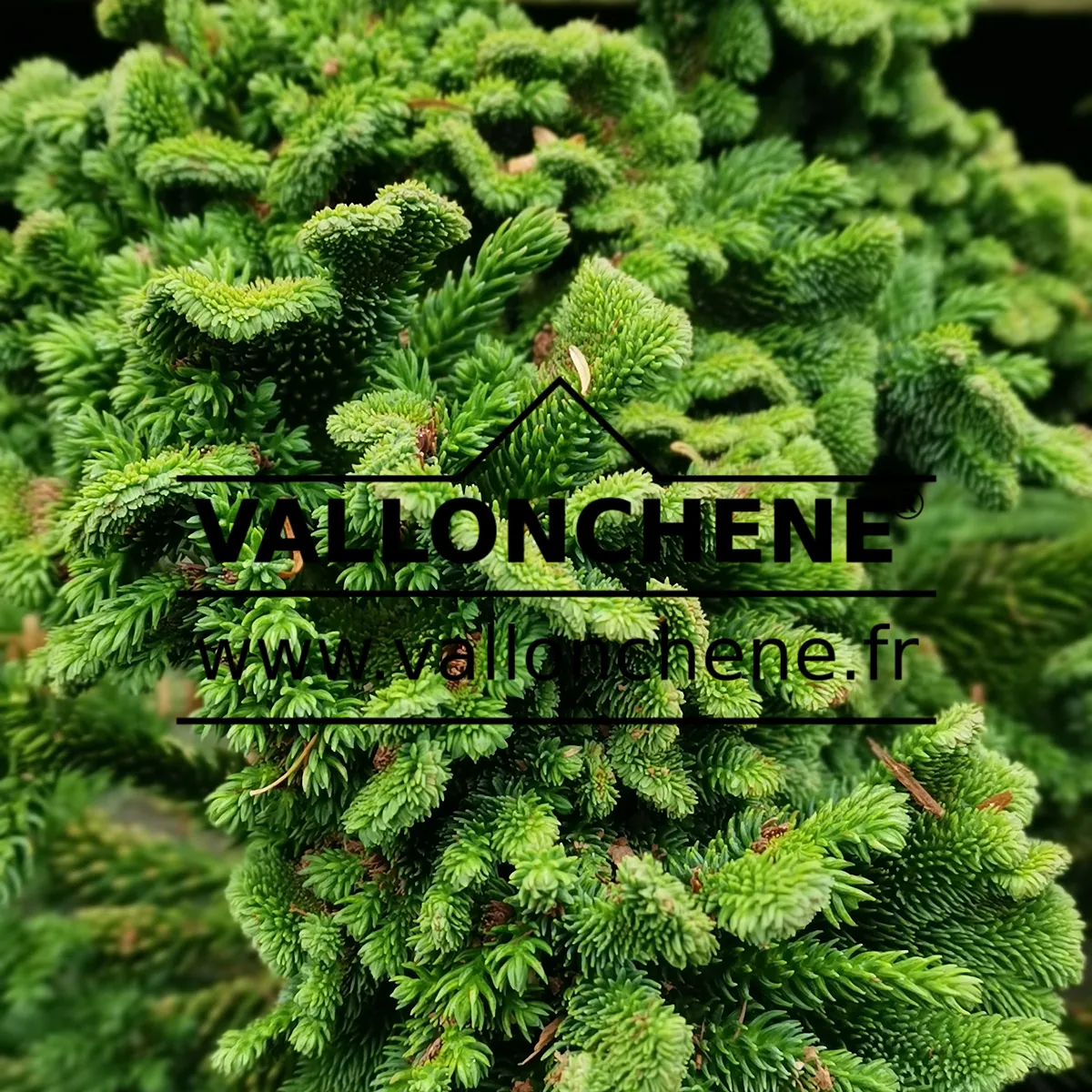 Feuillage vert du CRYPTOMERIA japonica 'Tomahawk'