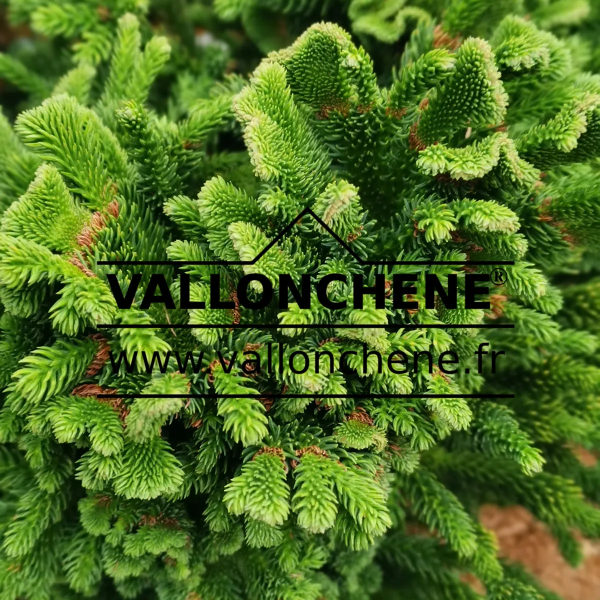 Green foliage of CRYPTOMERIA japonica 'Tomahawk'