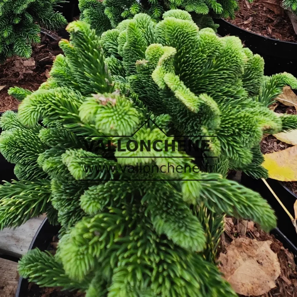 Close-up of the cockscomb-shaped foliage of CRYPTOMERIA japonica 'Tomahawk'